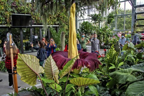 Giant ‘corpse plant’ draws crowds in Southern California