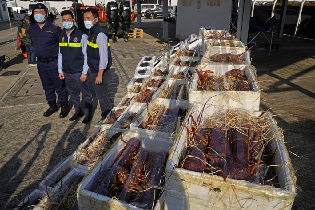 Hong Kong customs seize smuggled lobsters amid Australia ban
