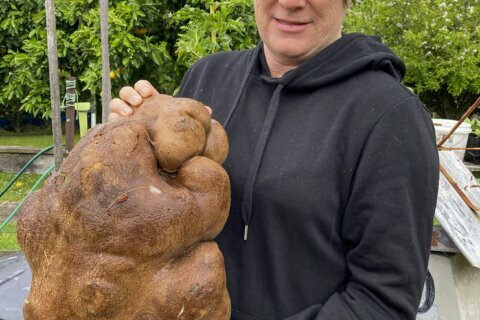 Doug the ugly New Zealand potato could be world’s biggest