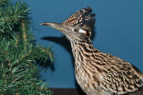 Roadrunner, going faster, ends up in Maine after hitchhike