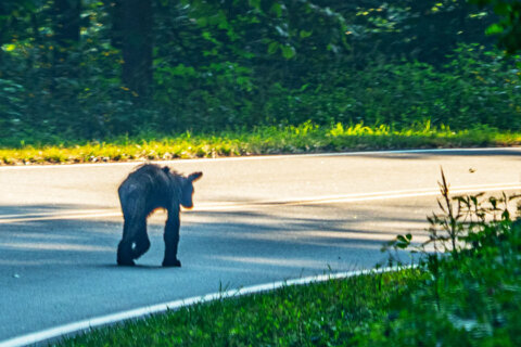 Northern Virginia sees alarming rise of mange in black bears
