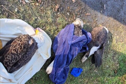 4 bald eagles are recovering from mysterious illness in Md.