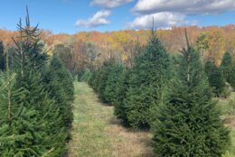 Rows of Christmas trees.