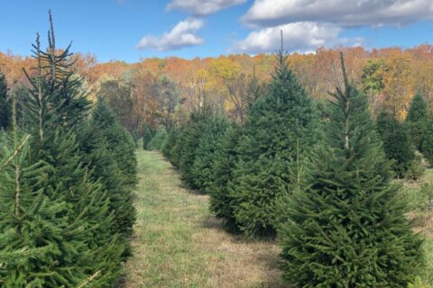 Demand for Christmas trees high amid tight supplies