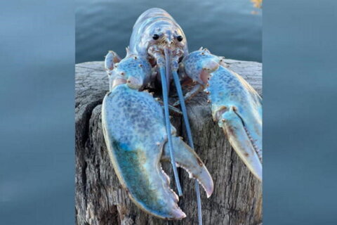 Rare ‘cotton candy lobster’ caught in Maine
