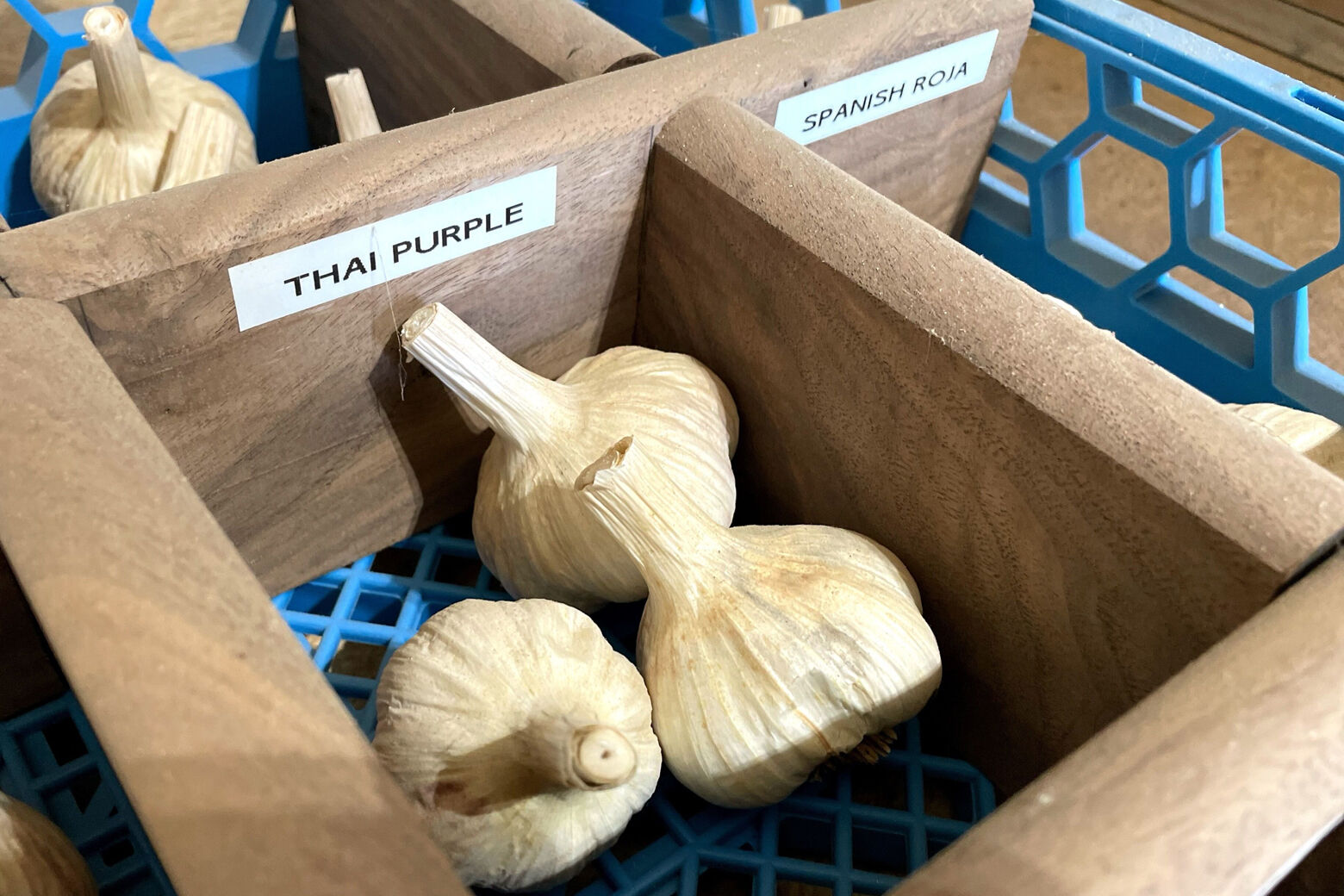 Garlic planting day: Loudoun Co. family farm grows beyond supermarket  variety | WTOP News