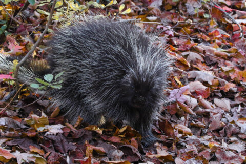 From sickly and prickly to fully recovered: Virginia porcupine returns to the wild