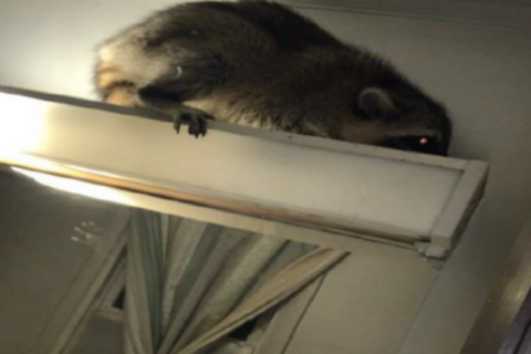 ‘Masked intruder’ raccoon apprehended by Stafford Co. deputies