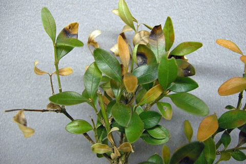 Boxwood blight: Your landscape’s health may depend on how you toss the holiday greenery