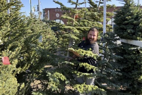 Christmas tree buyers face reduced supplies, higher prices