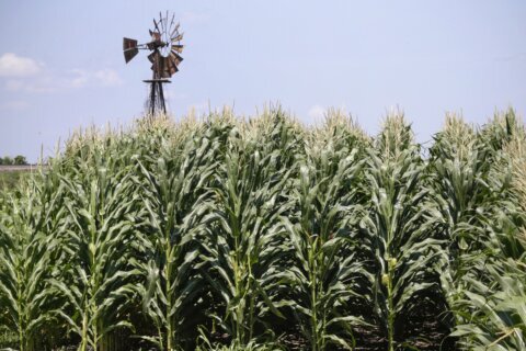 Federal watchdog: Trump’s USDA overpaid corn farmers by $3B