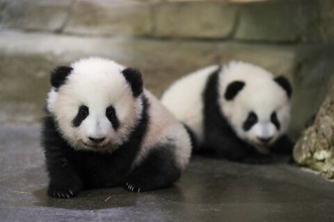 Pandamania: Twin cubs in French zoo take 1st steps in public