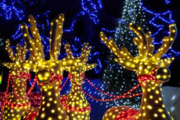 Christmas lights of reindeers