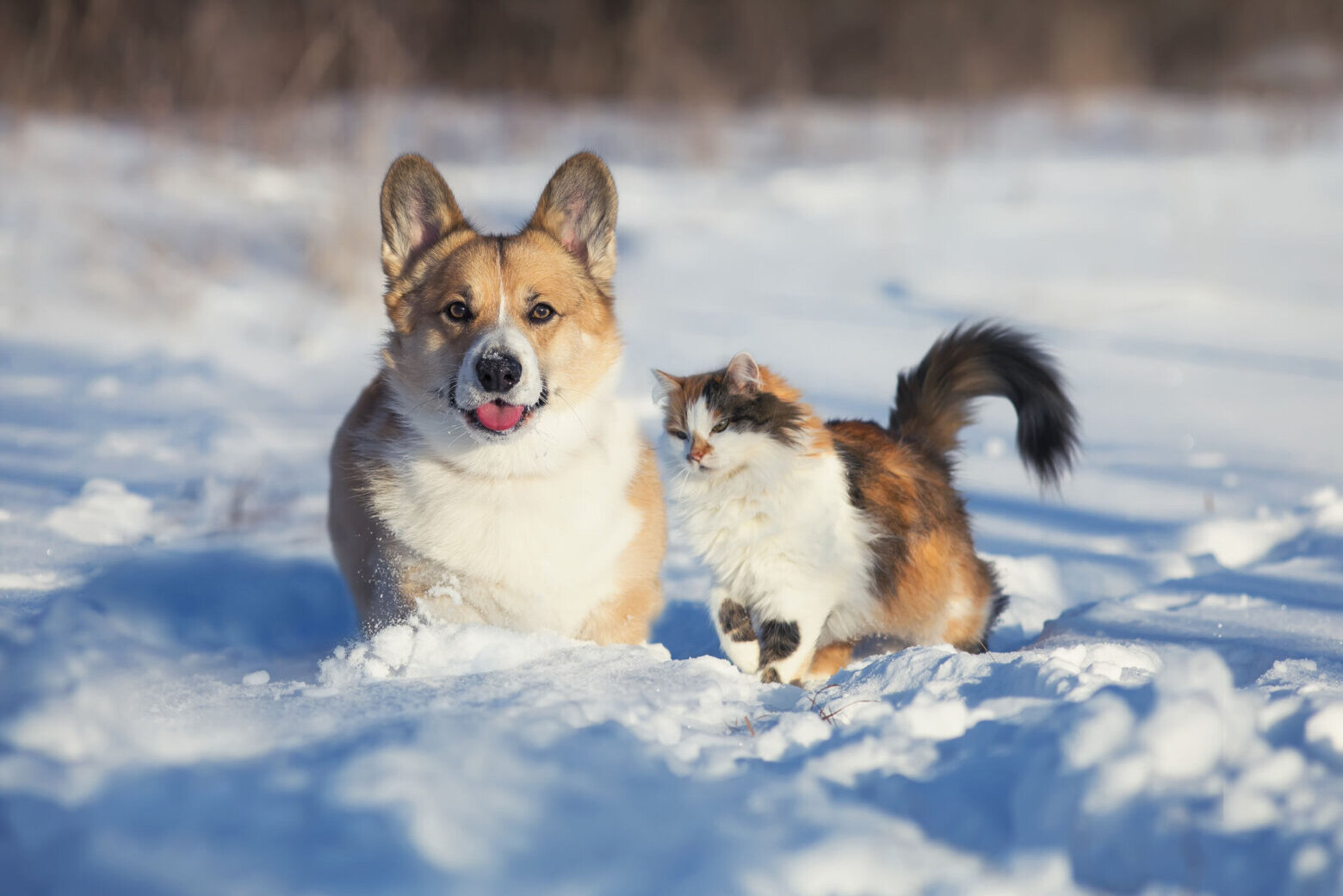 How to keep your pets safe during frigid weather – WTOP News