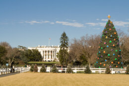 National Christmas tree in front of the White house - See lightbox for more