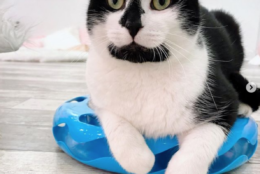 Our black and white 9-month-old with the most ADORABLE face. Mr. Sweetie loves to play with toys, and if you start giving him affection, he will melt into your arms!