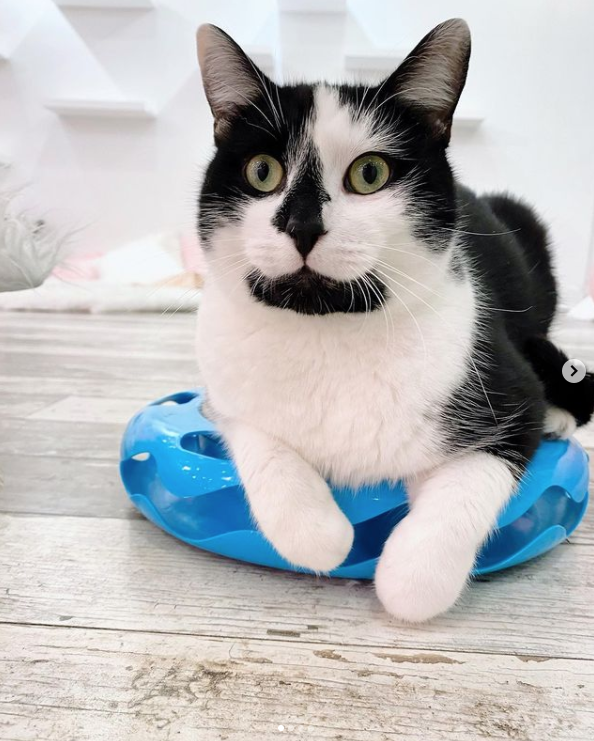 Our black and white 9-month-old with the most ADORABLE face. Mr. Sweetie loves to play with toys, and if you start giving him affection, he will melt into your arms!