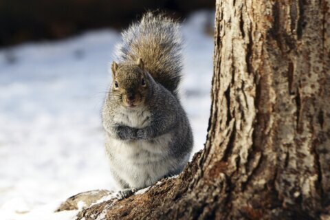 Squirrels force St. Paul park to scale back holiday lights