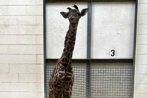 Va. zoo welcomes baby giraffe; he’s already learning to run