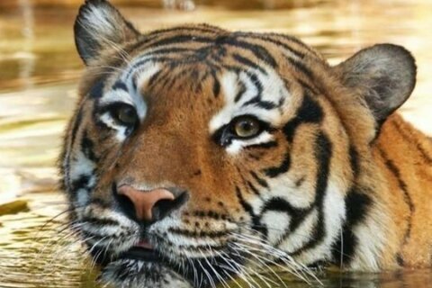Tiger shot dead at Florida zoo after grabbing man’s arm