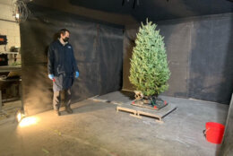 A live Christmas tree is seen before it goes up in flames. (WTOP/Shayna Estulin)