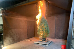 A Christmas tree goes up in flames during a demonstration. (WTOP/Shayna Estulin)