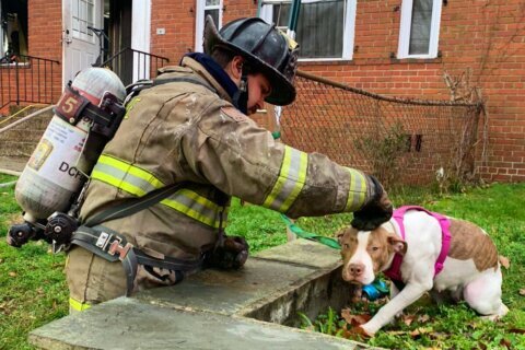 Dogs rescued from fire in Southeast DC
