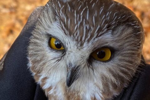 Wise move: Fairfax County officers rescue rarely seen owl