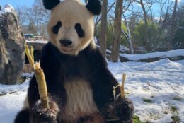 Giant panda Tian Tian eats a piece of sugar cane in the snow. 