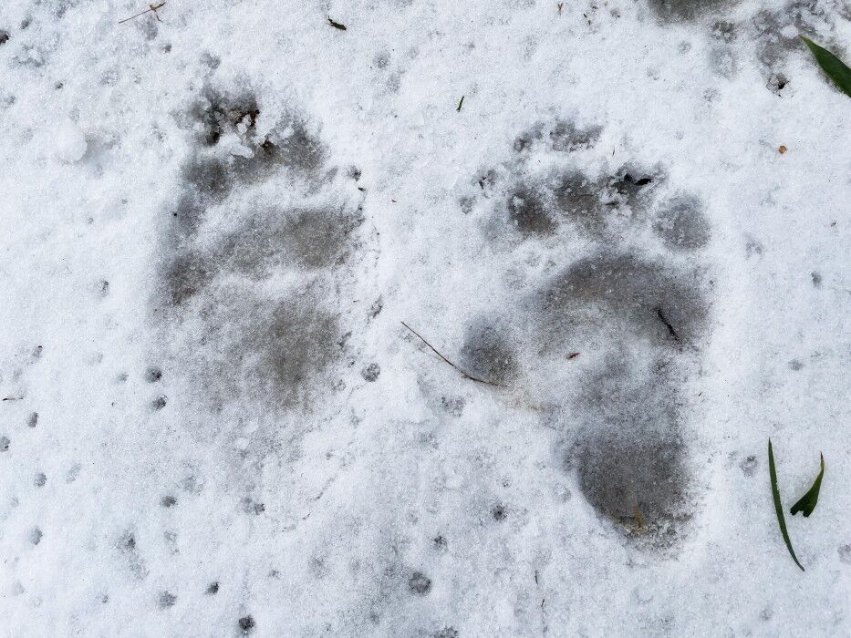 Giant panda father Tian Tian's pawprints in the snow.