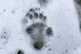 Giant panda cub Xiao Qi Ji's pawprint in the snow.