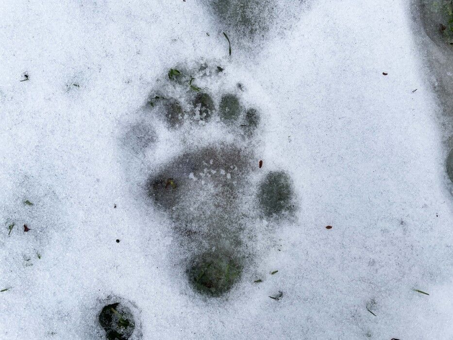 Giant panda cub Xiao Qi Ji's pawprint in the snow.