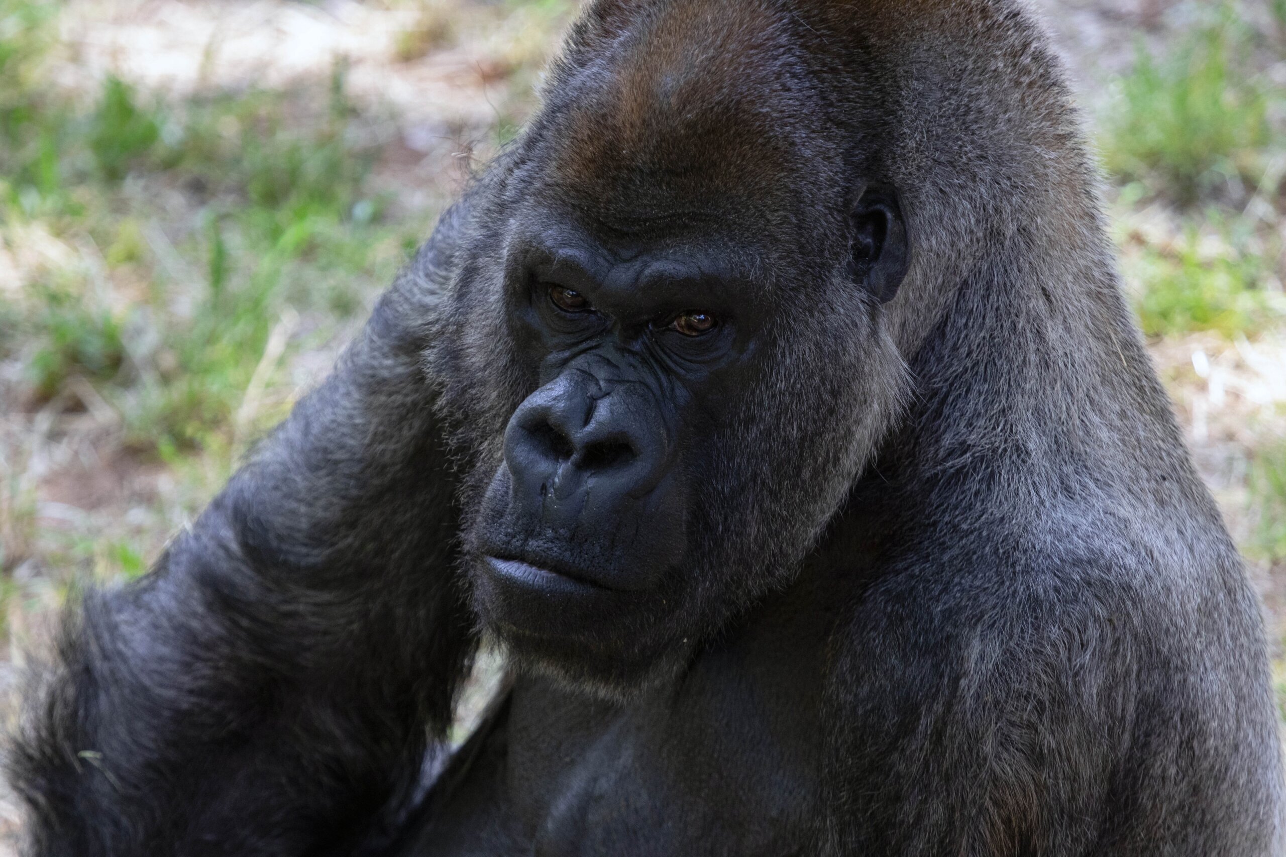 World’s oldest male gorilla dies at Atlanta zoo at age of 61 - Pedfire