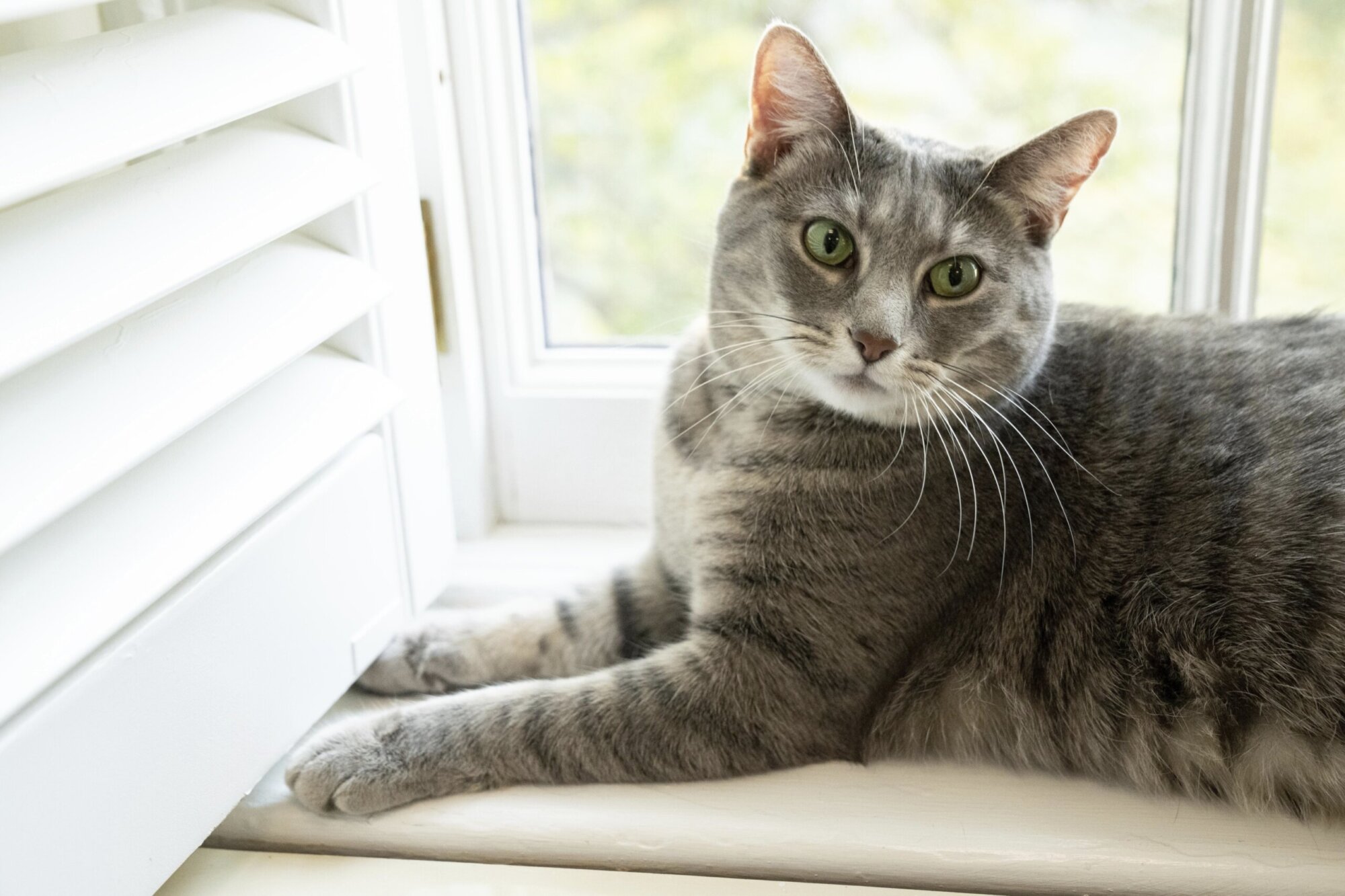 After passing in Maryland, ban on cat declawing fails in Virginia