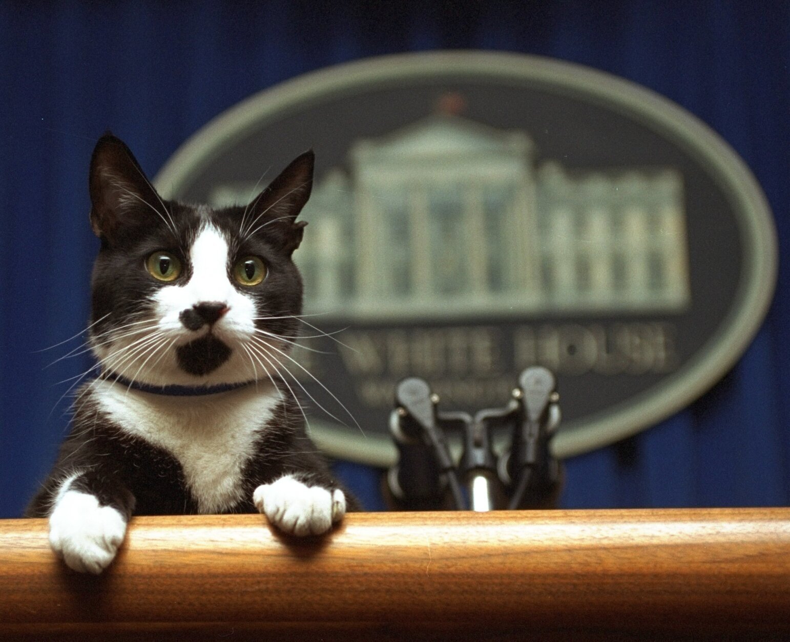 Willow Biden joins long and varied line of White House pets - WTOP News