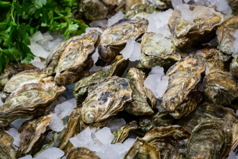 Maryland oyster harvest sees biggest haul in decades
