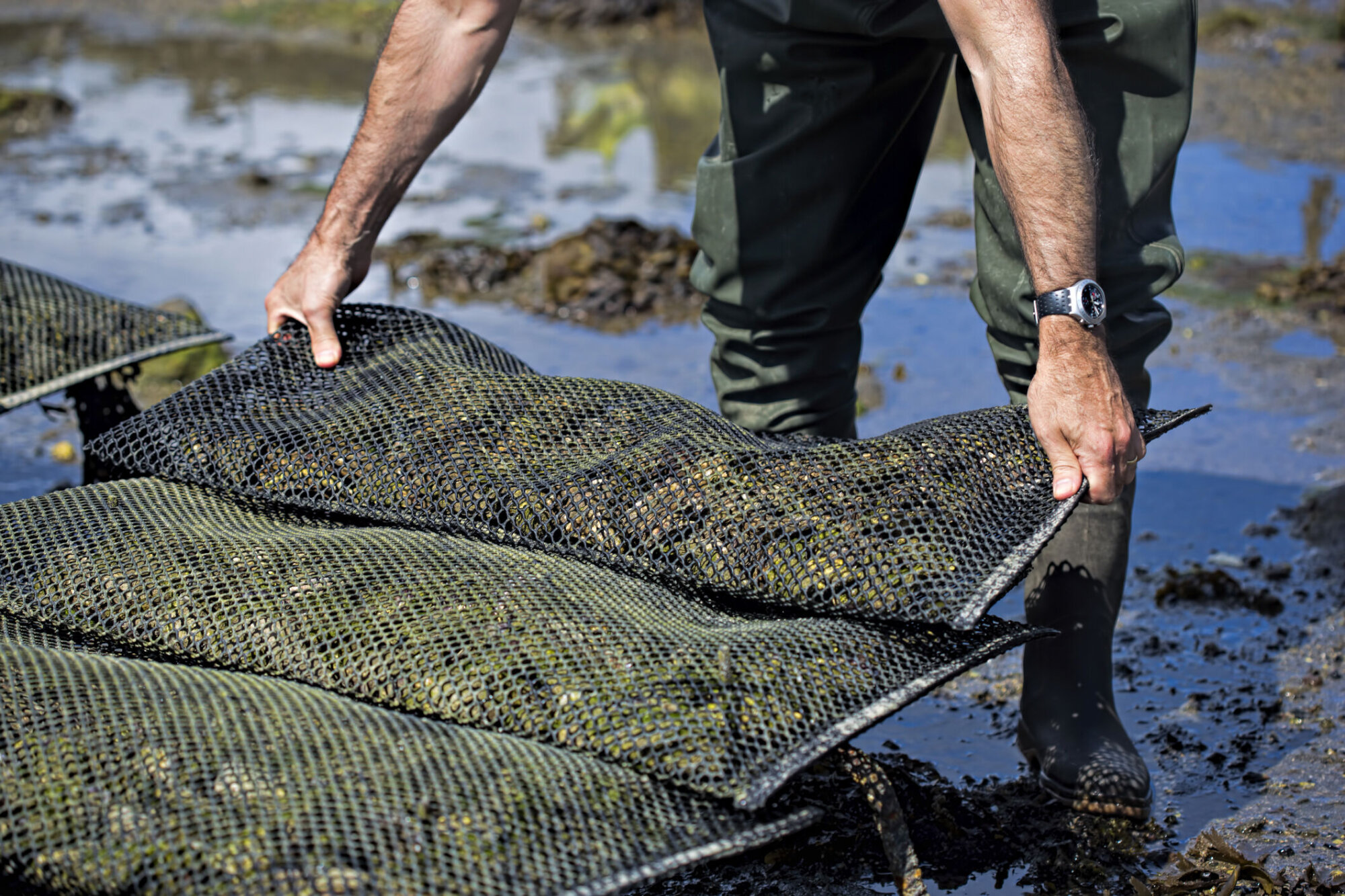 Maryland temporarily halts shellfish harvesting in part of Chesapeake Bay – WTOP News