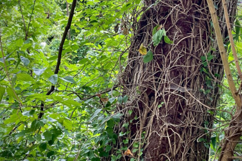 Bill seeks to untangle state’s regulation of invasive vines and nonnative plants