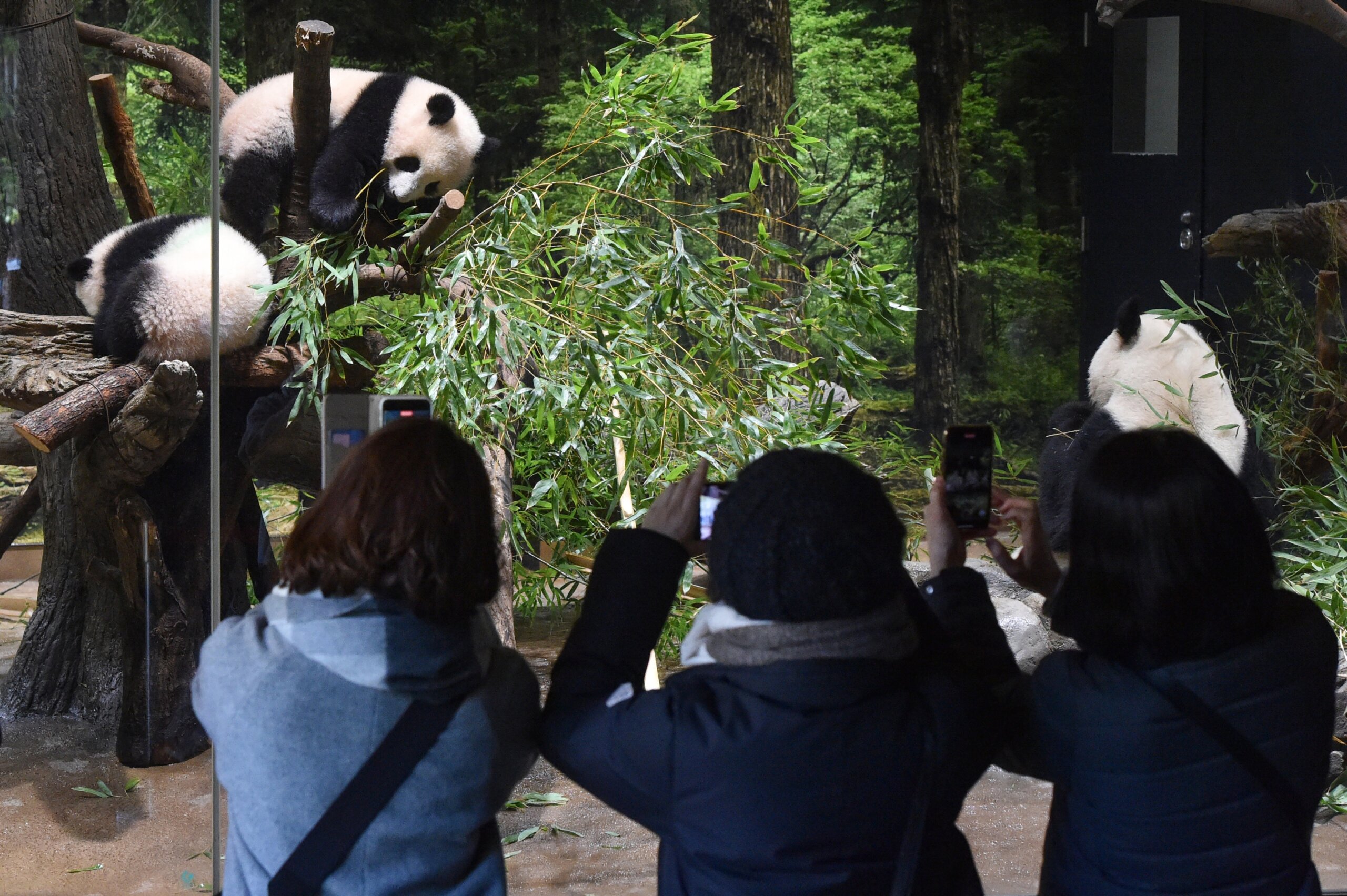 Twin panda cubs debut at Tokyo zoo, woo devoted fans | WTOP News