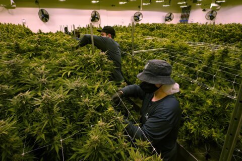 Virginia Republicans push for changes in marijuana law