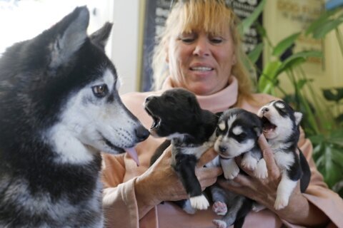 6 puppies stolen from Virginia pet salon; 2 still missing