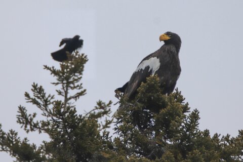 Rare eagle seen in Maine, wowing birders, might stay a bit