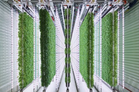 Richmond selected as site for world’s largest vertical farm