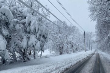 Snow and ice drape the trees in Prince George's County, Maryland. (WTOP/Luke Lukert)