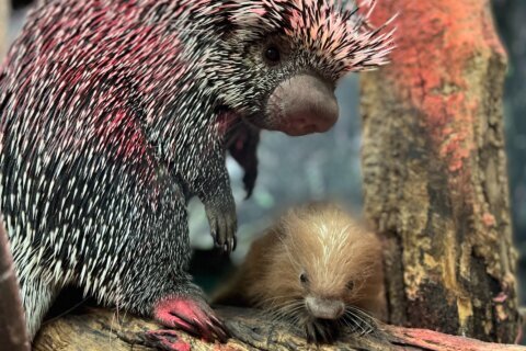 ‘Sharp’ dressed: National Zoo welcomes prehensile-tailed porcupine baby
