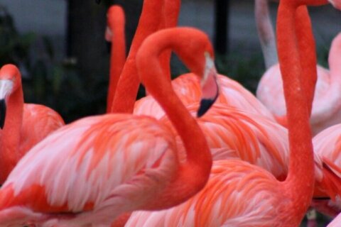 National Zoo’s 67-year-old flamingo dies