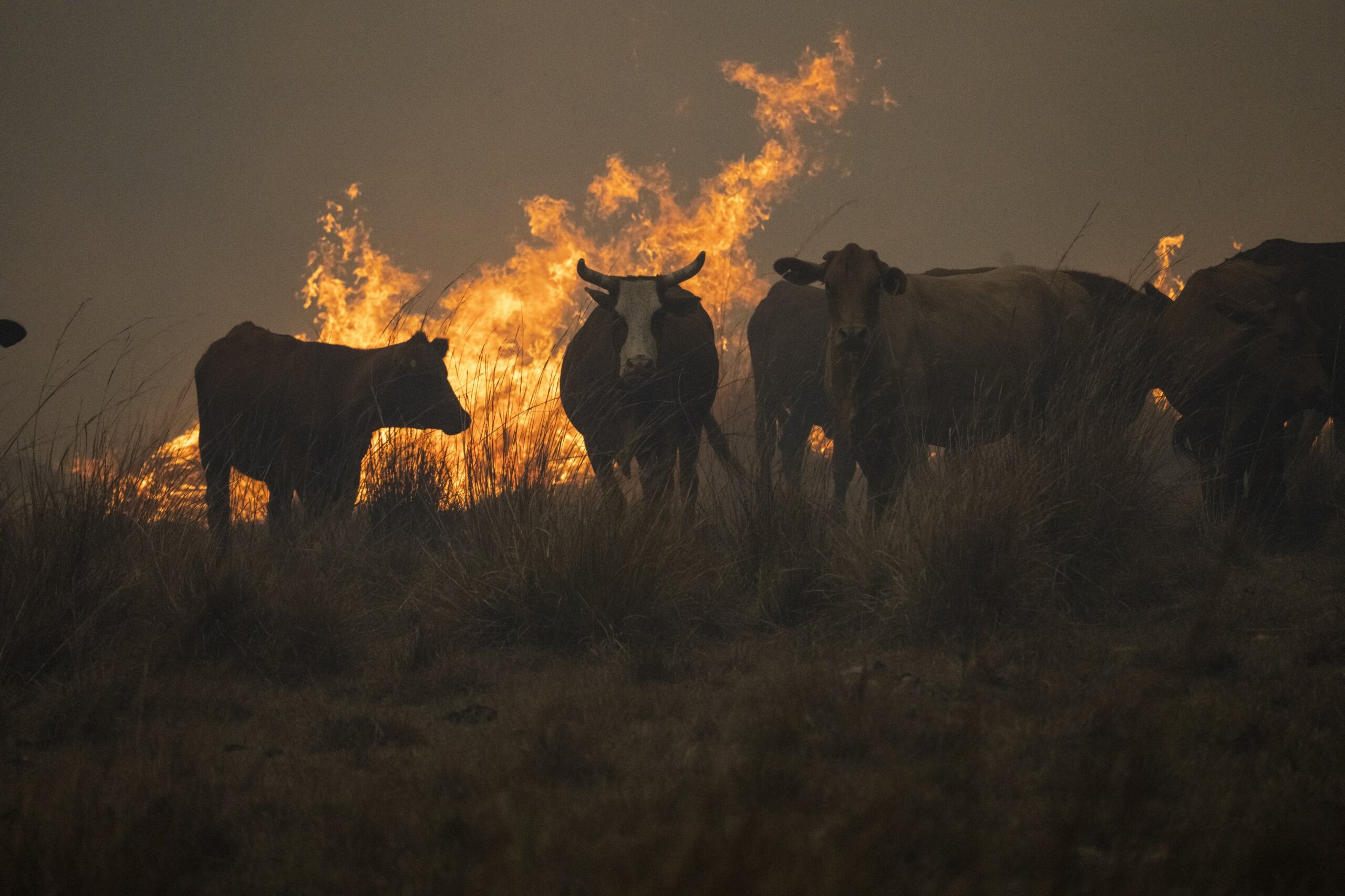 Light rain brings hope for fireravaged Argentina province WTOP News