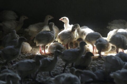 US bird flu case puts chicken, turkey farms on high alert