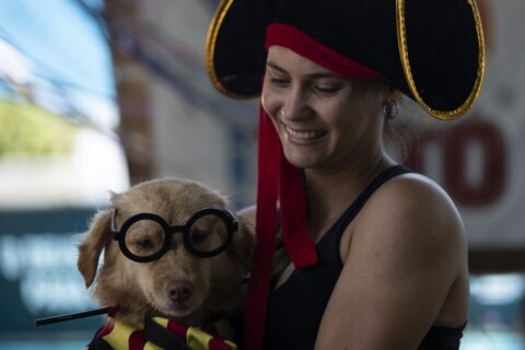 In Rio de Janeiro, dog owners defy ban on Carnival parties