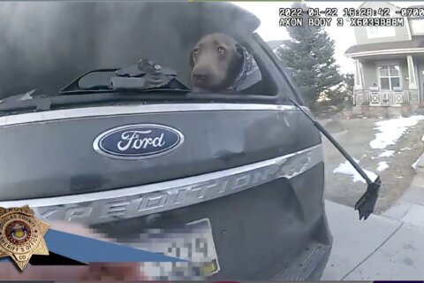 Lucky dog: Colorado deputy rescues pup from burning SUV